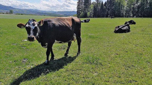 Setzt das Hauptwachstum der Weidegräser ein, muss die Weidefläche konsequent beschränkt werden.Bild: Simon Tschannen