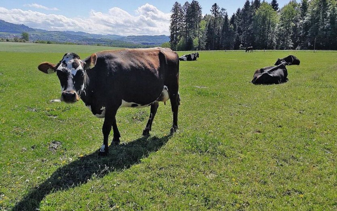 Setzt das Hauptwachstum der Weidegräser ein, muss die Weidefläche konsequent beschränkt werden.Bild: Simon Tschannen