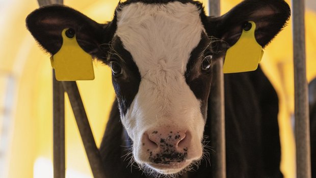 Besonders jetzt im Winter brauchen die Kälber viel Milch,um ihre Körpertemperatur aufrecht zu erhalten. Bild: Leana Waber