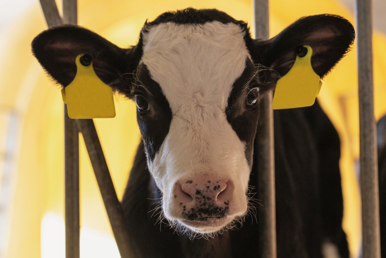 Besonders jetzt im Winter brauchen die Kälber viel Milch,um ihre Körpertemperatur aufrecht zu erhalten. Bild: Leana Waber