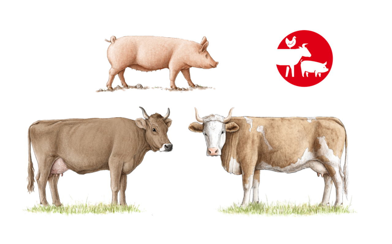Symbolbild: gezeichnete Kuh und Schwein