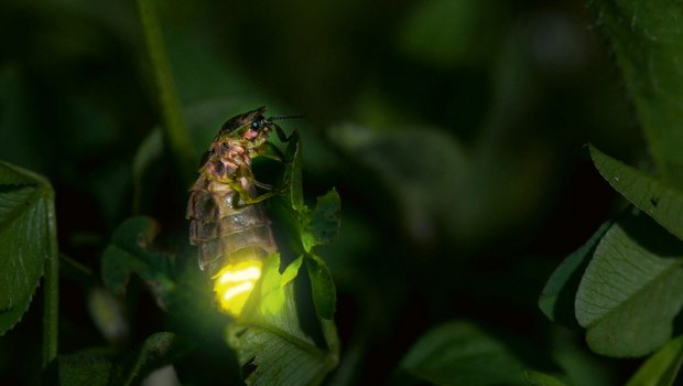 Leuchtendes Glühwürmchen-Weibchen (Biosphoto / Stephane Vitzthum)