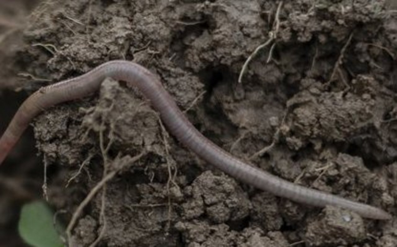 Ein Regenwurm kringelt sich auf der Erde.