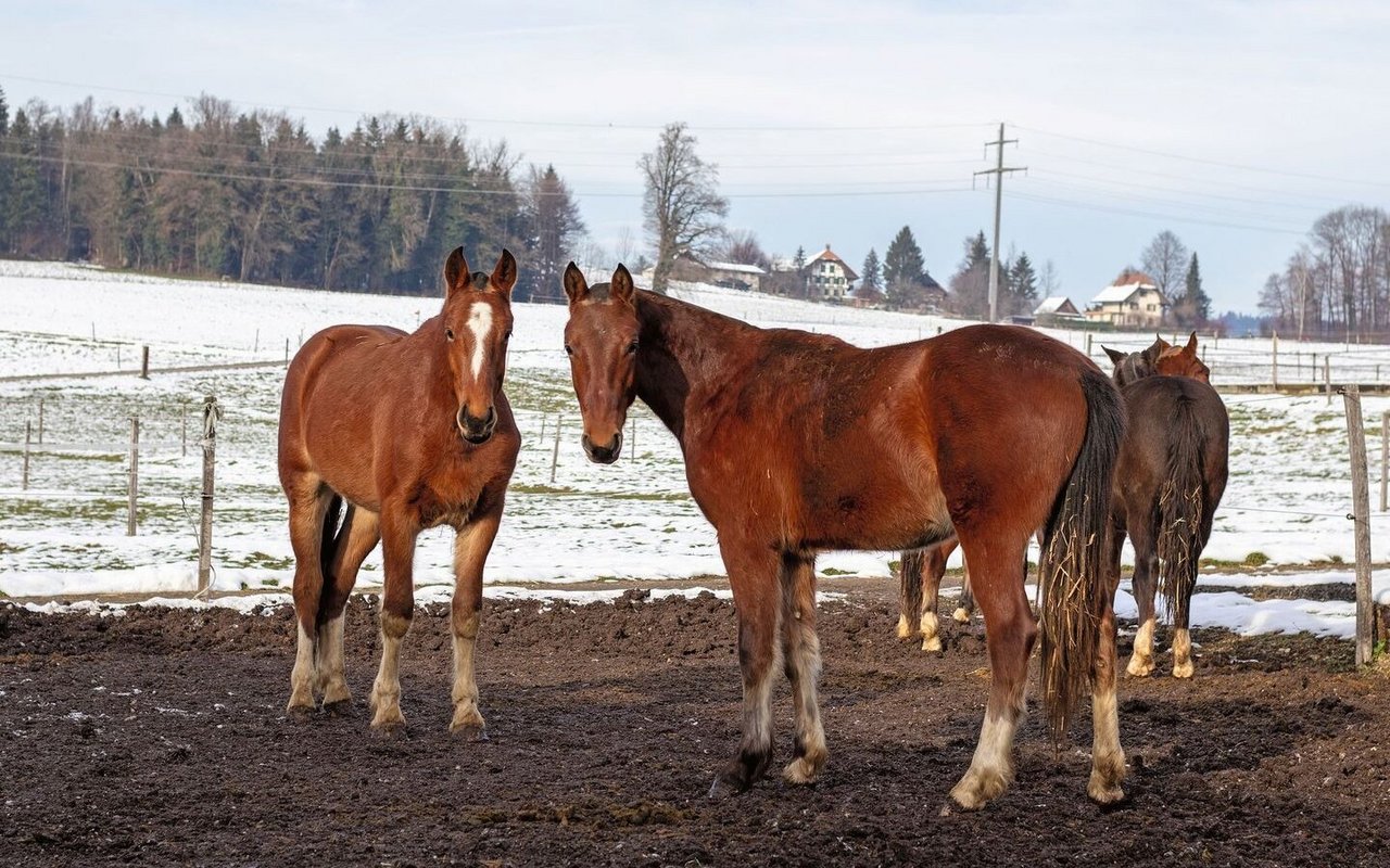 Eine Gruppe Freiberger Pferde steht draussen auf der Koppel.