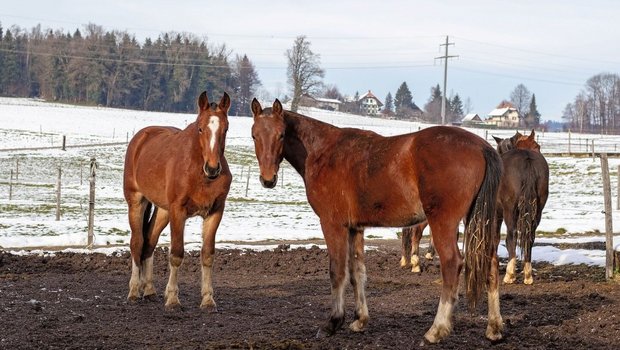 Eine Gruppe Freiberger Pferde steht draussen auf der Koppel.