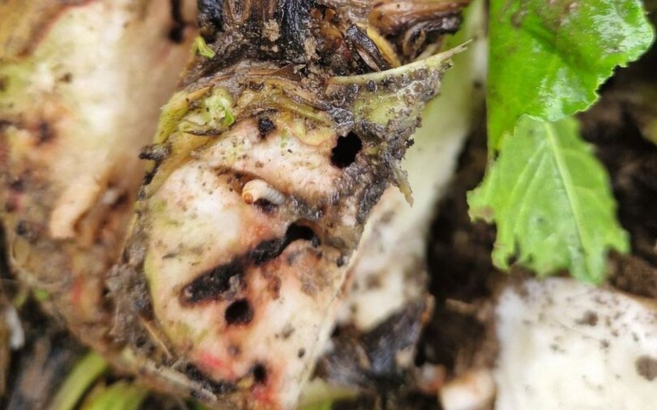 Löcher und weisse Maden im Rübenkopf deuten auf einen Befall mit Rüsselkäferlarven hin. 
