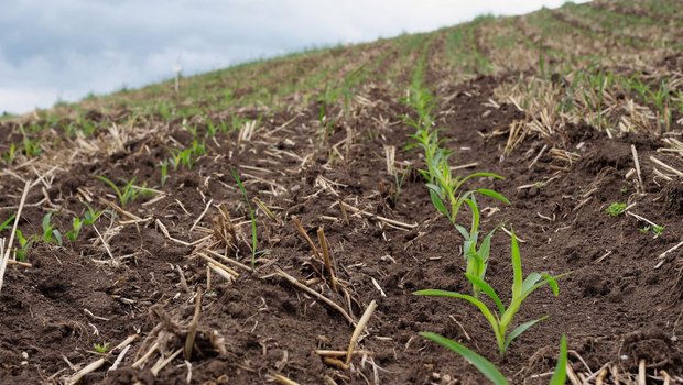 Dieses Feld ist wegen der Hanglage bei starkem Regen erosionsgefährdet. Stoppelrückstände schützen davor. Bild: Martina Rüegger