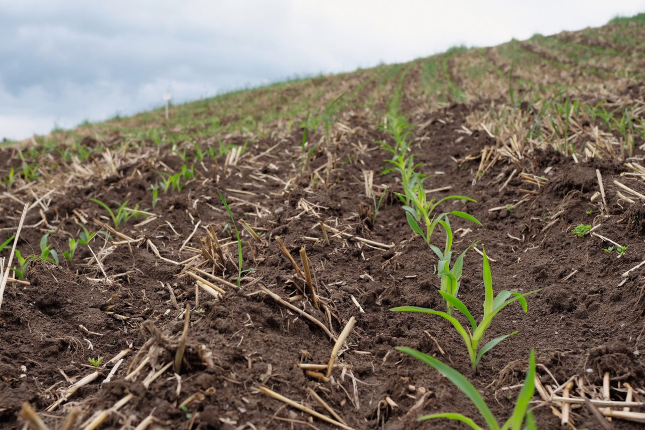 Dieses Feld ist wegen der Hanglage bei starkem Regen erosionsgefährdet. Stoppelrückstände schützen davor. Bild: Martina Rüegger