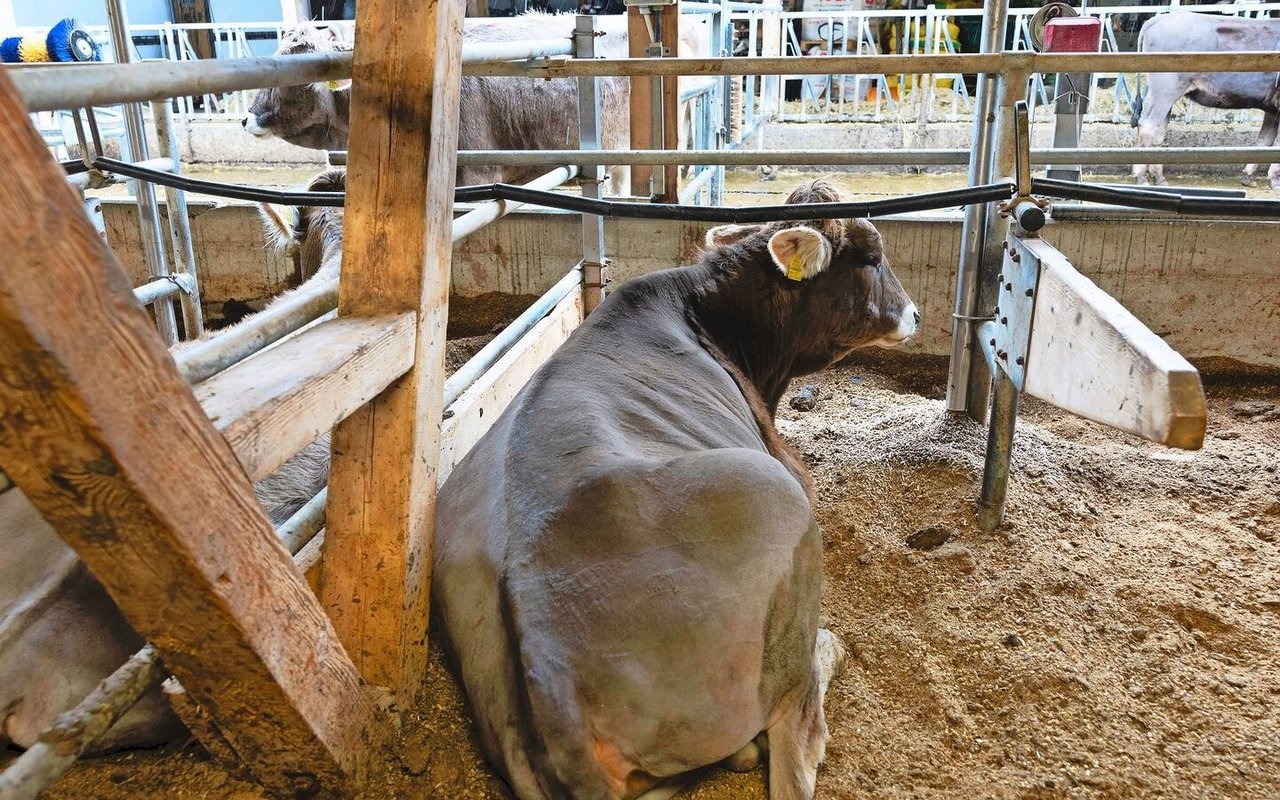 Als Einstreu werden Strohpellets verwendet, welche mithilfe einer Einstreuanlage eingestreut werden. 