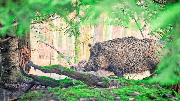 Mit der ASP erkrankte Wildschweine kommen der Schweiz ständig näher. Die Behörden rechnen damit, dass ein Ausbruch hierzulande immer wahrscheinlicher wird. 