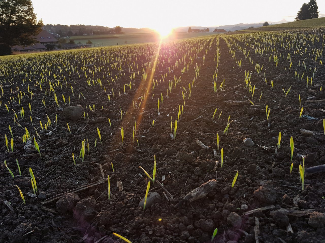  Im Anbau unterscheidet sich Wechselweizen kaum vom Winterweizen, ausser, dass er auch erst im Frühling gesät werden kann. Bild: Beat Schmid