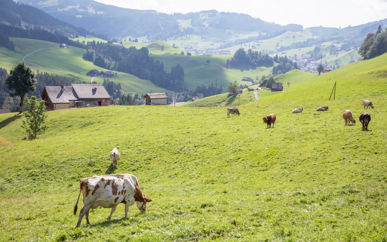 Im traditionsreichen Urnäsch AR sind Ruschs bisher die einzigen, die muttergebundenen Kälberaufzucht betreiben. Bild: Gian Vaitl