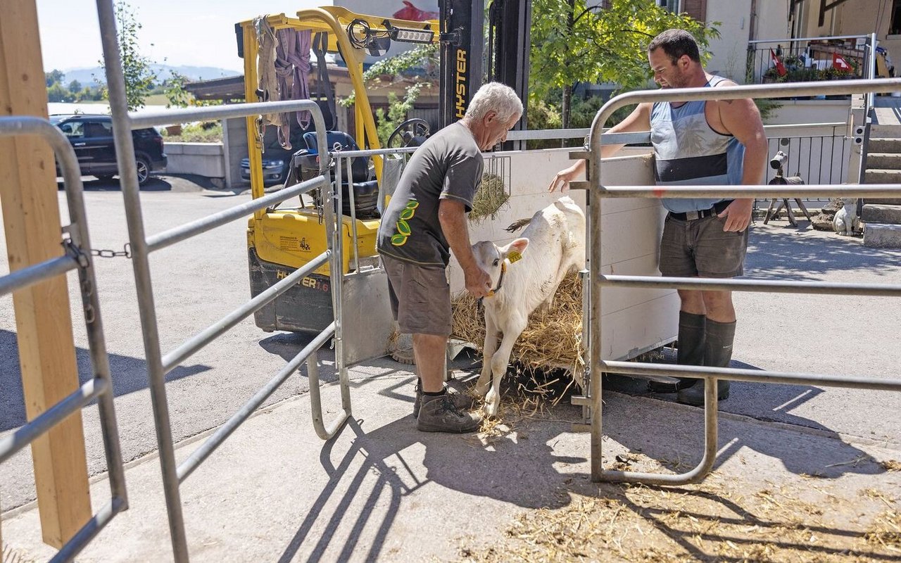 Serge und Jean-Jacques Duperrex locken das Kalb aus der Einzel-Box in den Gruppenstall.