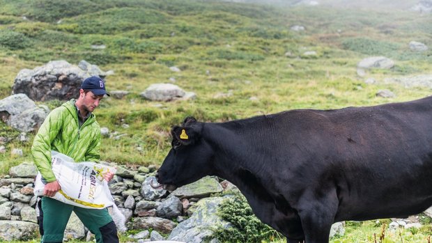 Auf der Alp Mustera versorgt Nando Neuhäusler seine Tiere mit Salz. Kalbt eine Kuh ab, lässt er das Kalb einen halben Tag in Ruhe, bevor er es kontrolliert und markiert. Bild: Mattias Nutt