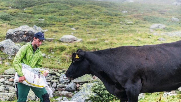 Young Farmer Nando Neuhäusler: Das Bündner Energiebündel Auf der Alp Mustera versorgt Nando Neuhäusler seine Tiere mit Salz. Kalbt eine Kuh ab, lässt er das Kalb einen halben Tag in Ruhe, bevor er es kontrolliert und markiert. Bild: Mattias Nutt