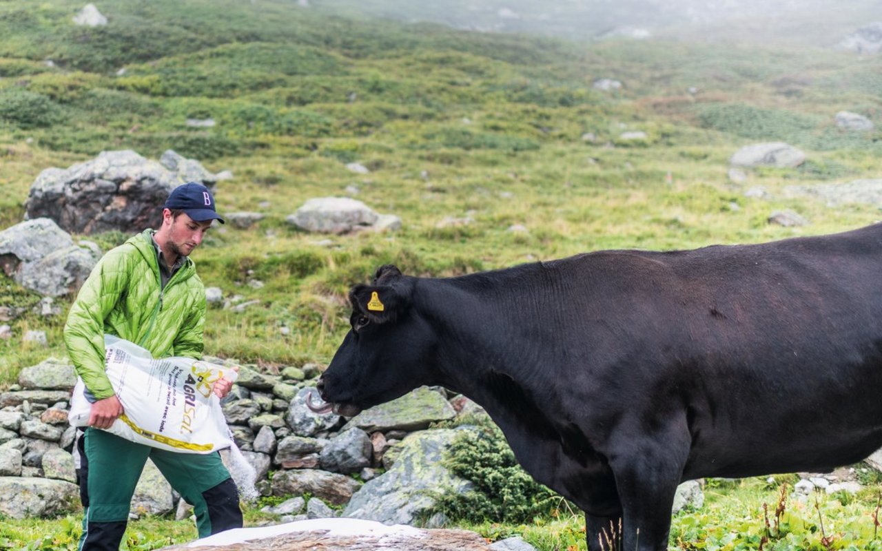 Auf der Alp Mustera versorgt Nando Neuhäusler seine Tiere mit Salz. Kalbt eine Kuh ab, lässt er das Kalb einen halben Tag in Ruhe, bevor er es kontrolliert und markiert. Bild: Mattias Nutt