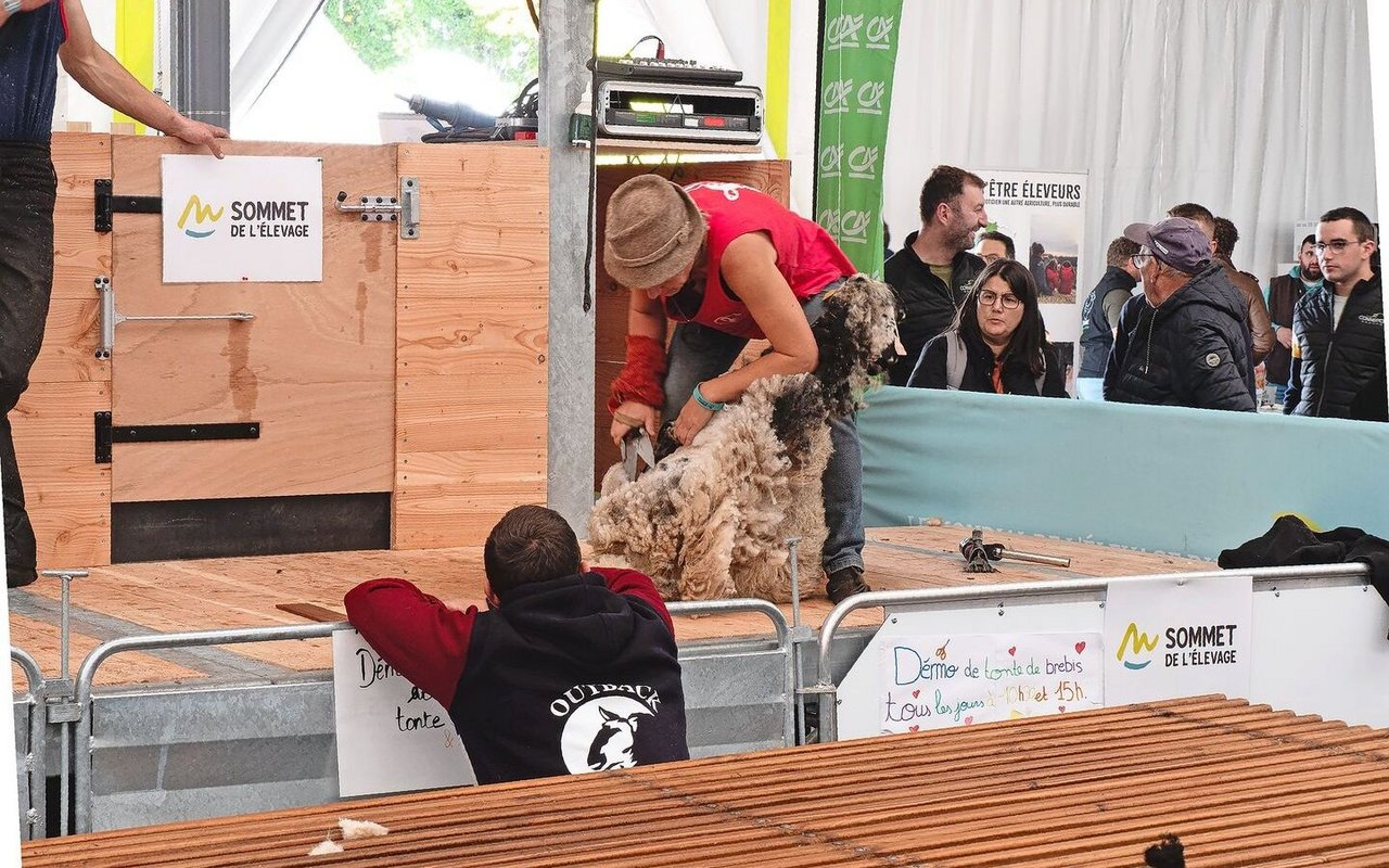 An Vorführungen mangelte es nicht. Die BesucherInnen konnten unter anderem beim Scheren von Schafen zuschauen.