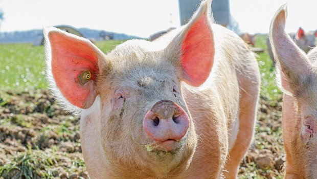 Die Branche will das Schweizer Schweinefleisch noch besser ausloben.(Bild BauZ)