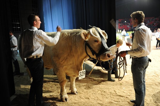 Ein Charolais-Stier wird am Sommet d'élevage in die Halle «Zénith d'Auvergne» geführt. Bild: zVg 
