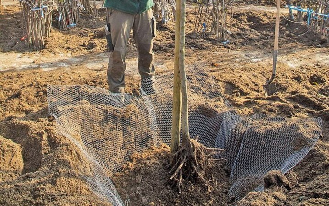 Im genügend tiefen Loch werden Baum und Gitter sauber platziert.