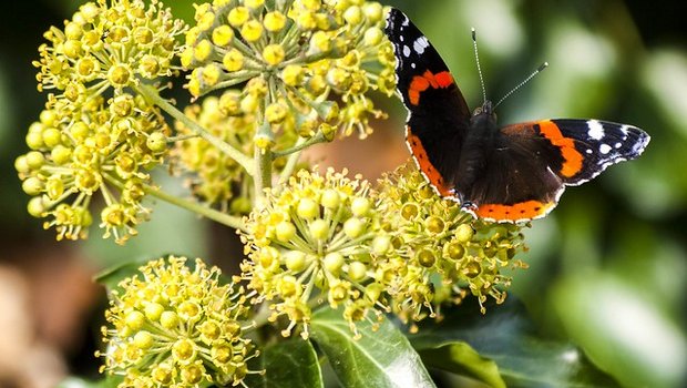 Auch wenn in einem Ökosystem vielleicht zunächst nur einzelne Arten verschwinden, sei dies ein wichtiger Indikator, dass etwas schief laufe. (Bild Flickr/Kathy Büscher)