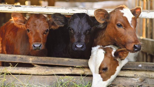 Kälbergesundheitsdienst: Hochtour statt Hungersnot Gesunde Kälber sind satt und zufrieden. Bild: Fotolia