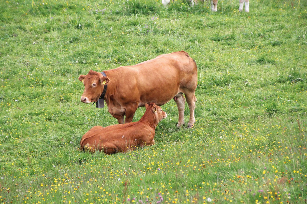 Die Limousin-Kuh Mara, geboren 2011, hat im Dezember 2019 zum achten Mal gekalbt. Die Zahl der Mutterkühe (Fleischrassentiere) nimmt zu. Bild: M. Freund