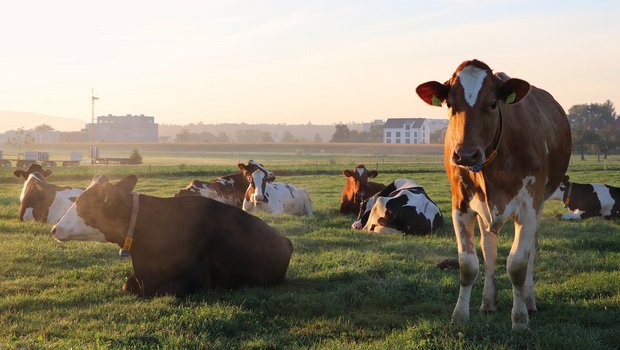 Mortellaro- und Parasitenkontrolle nach der Sömmerung Nach der Alpsaison: Mortellaro- und Parasiten-Kontrolle! Bild: BauZ/Ruth Aerni