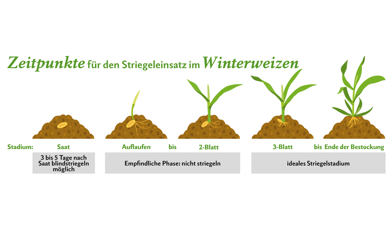 Striegeleinsatz nach Wachstumsstadien vom Weizen