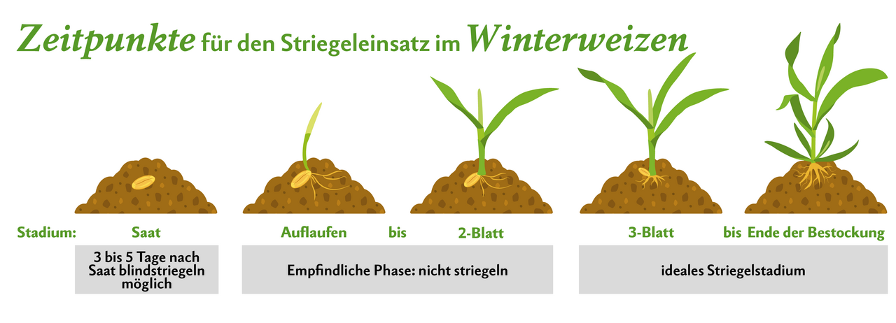 Striegeleinsatz nach Wachstumsstadien vom Weizen