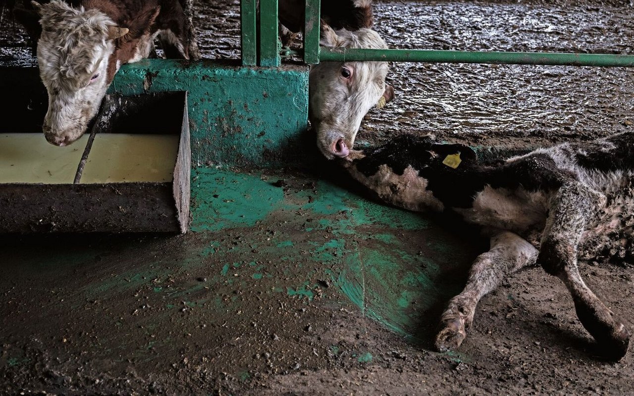 Tote Kühe liegen im Stall.