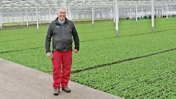 Der Alltag mit zunehmenden Vorschriften und abnehmenden Möglichkeiten im Bereich Pflanzenschutz wird schwieriger. Dennoch hat Thomas Wyssa, hier in einem seiner Gewächshäuser stehend, in dem Nüssler wächst, das Lachen nicht verloren.  