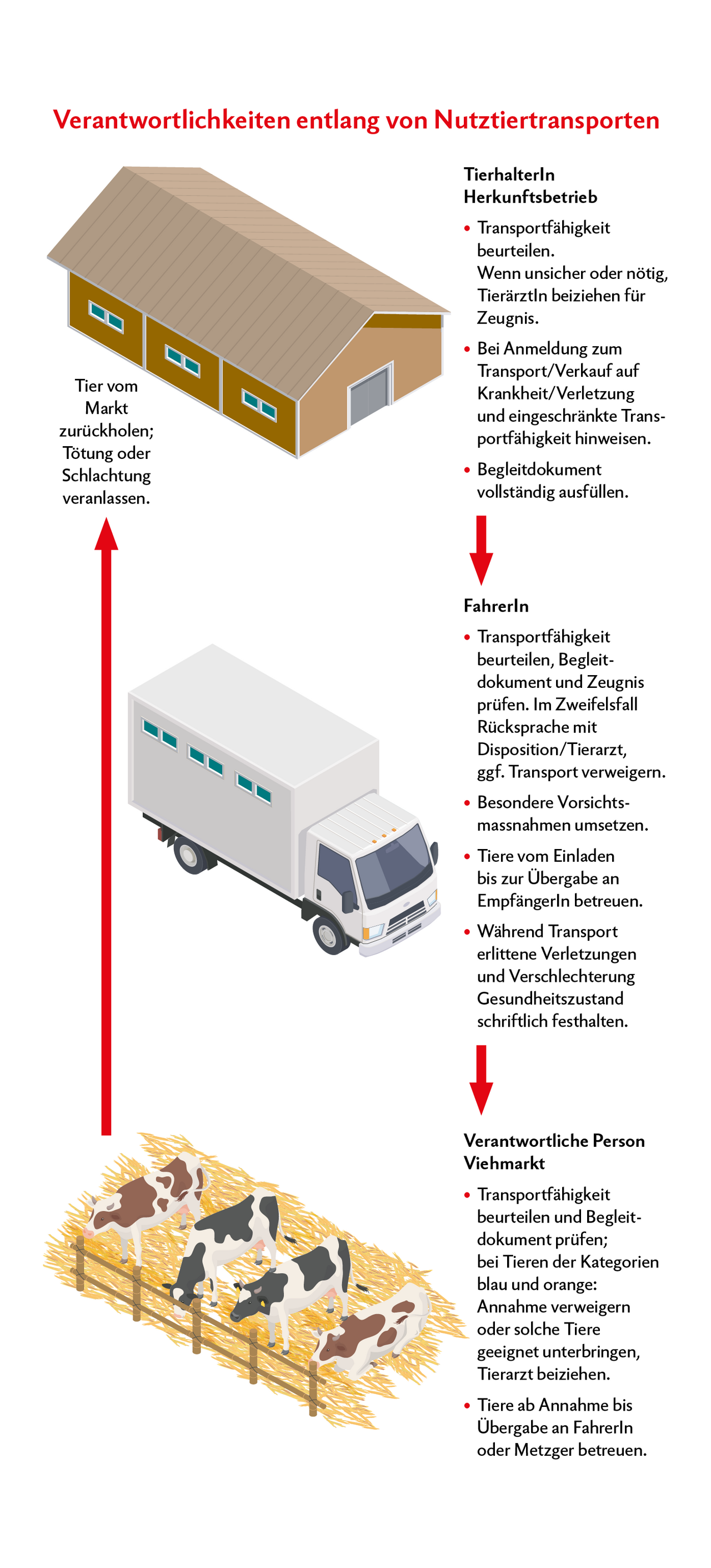 Die Grafik zeigt die Kette vom Stall über den Lastwagen-Transport hin zum Viehmarkt.