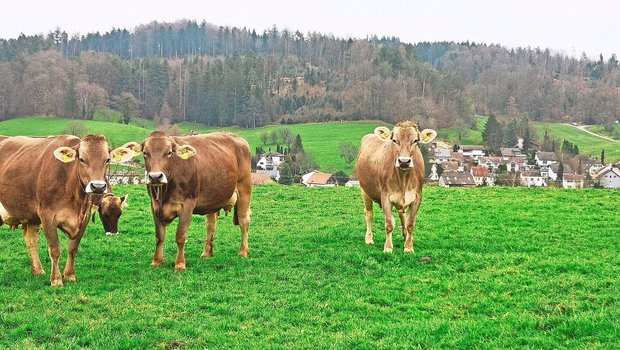 Im Februar geniessen die Kühe in Gretzenbach bereits frisches Grün von der Weide.