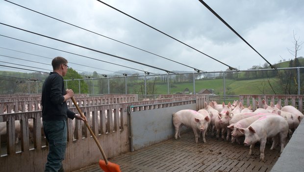Saubere Ausläufe wie bei diesem Schweinemaststall in Wolhusen mindern Ammoniakverluste. Jeder einzelne Tierhalter trägt mit der Umsetzung der Massnahmen dazu bei. (Archivbild Armin Emmenegger)