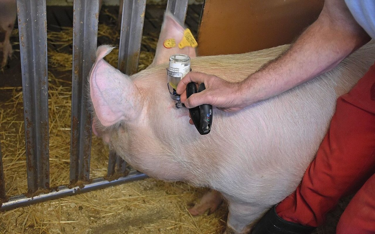 Einem Schwein wird die Impfung iniziiert.