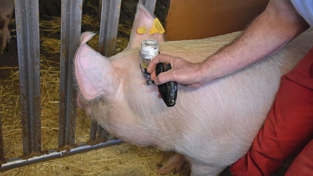 Einem Schwein wird die Impfung iniziiert.