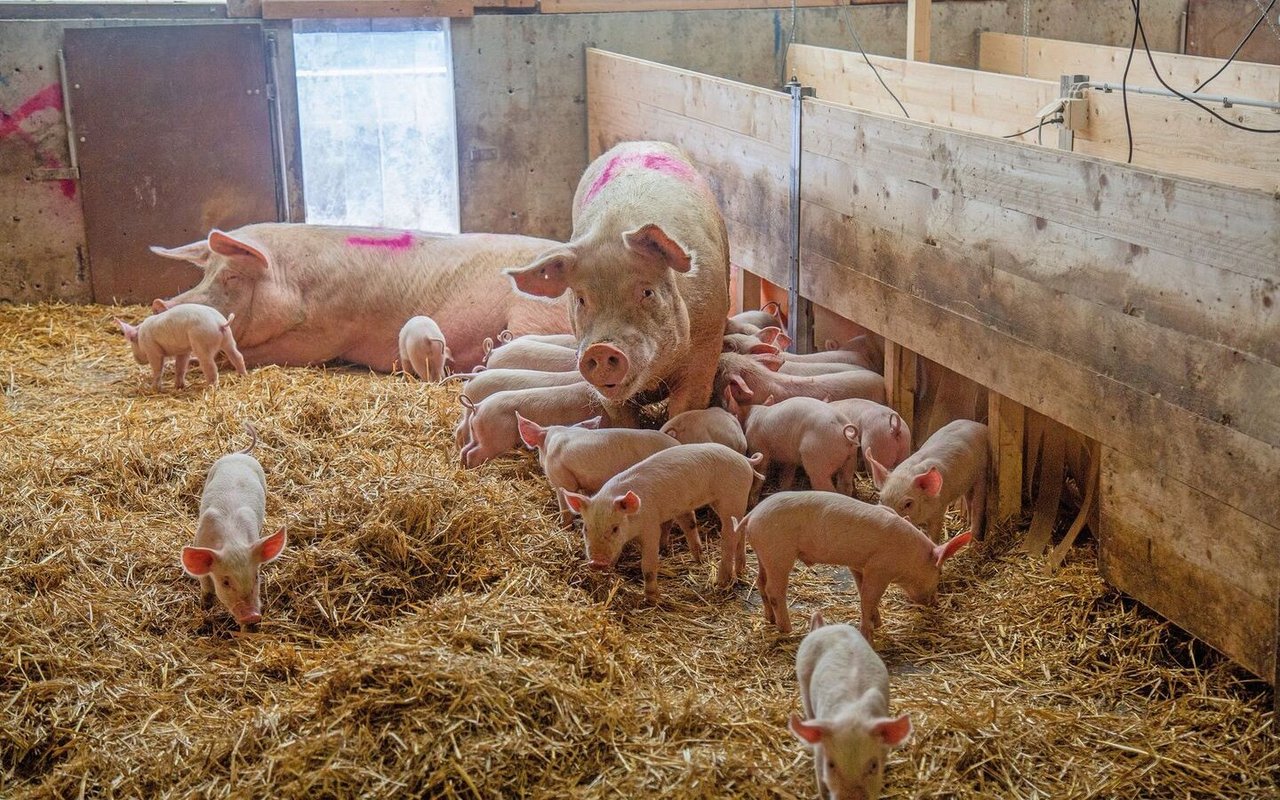 Muttersauen und ihre Ferkel stehen im tief mit Stroh eingestreuten Stall.