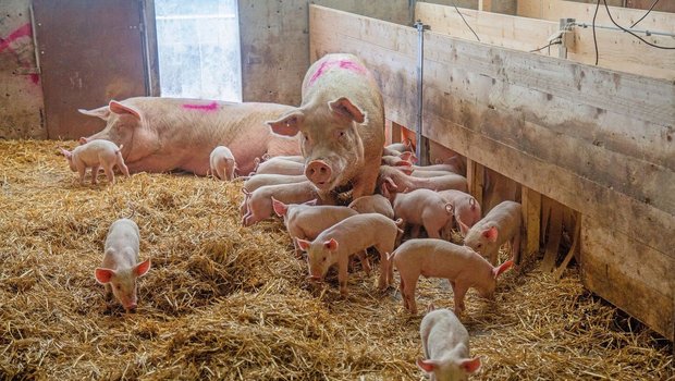 Muttersauen und ihre Ferkel stehen im tief mit Stroh eingestreuten Stall.