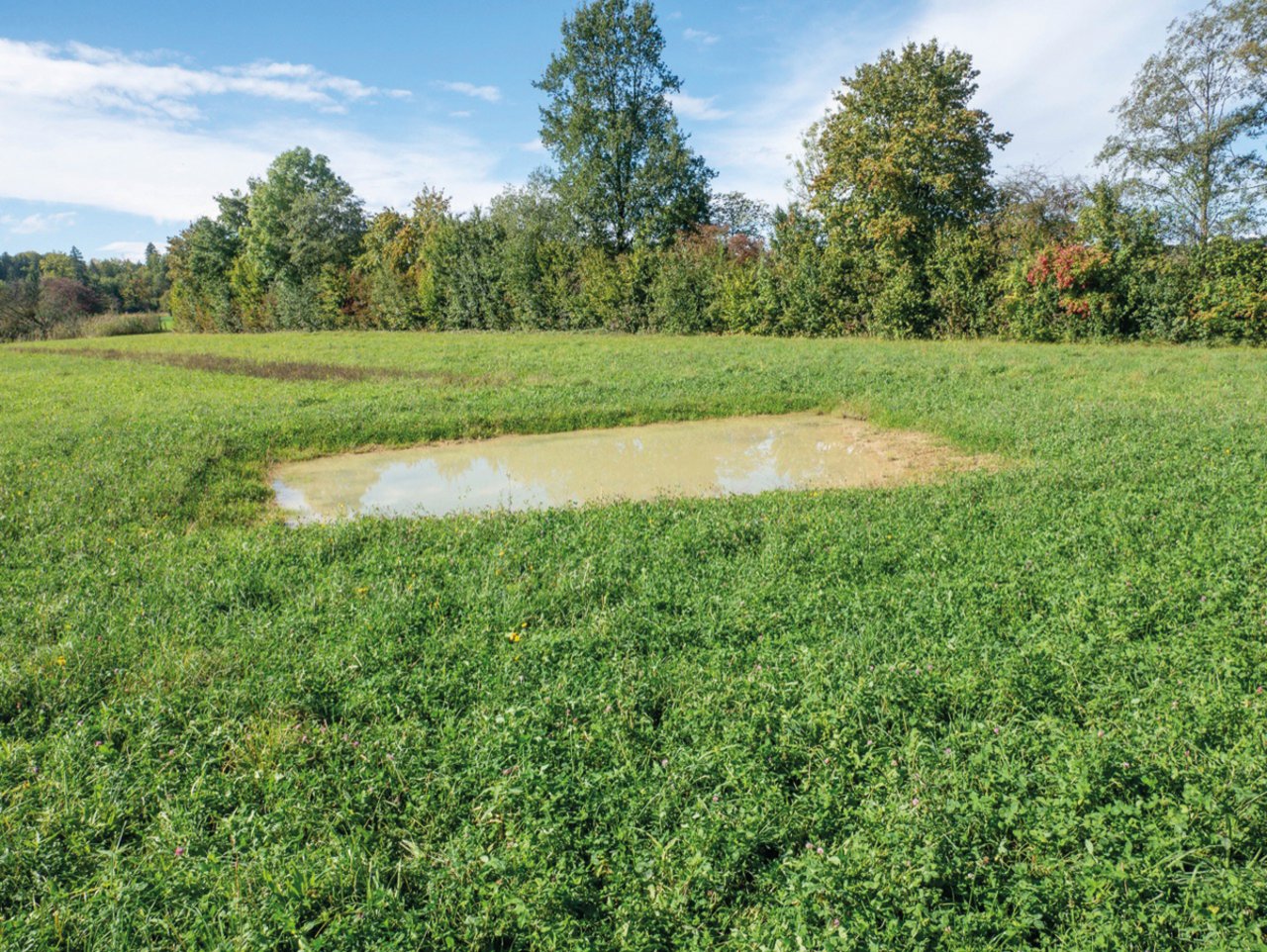 Als Gegenleistung für die Abräumbewilligung mussten die betroffenen Bauern im Aargauer Reusstal als ökologischer Ausgleich einen Weiher anlegen. Bild: David Eppenberger