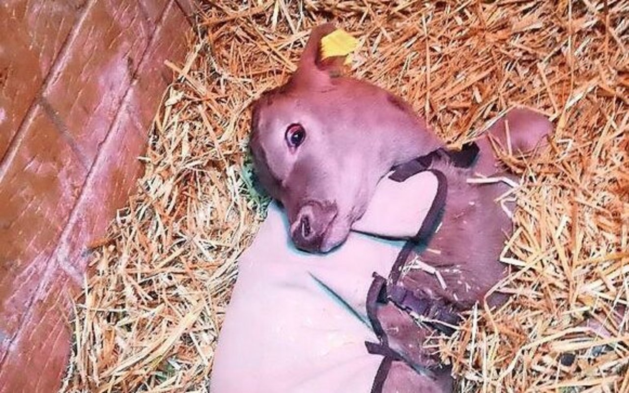 Kalb mit sogenanntem Sternegucken.