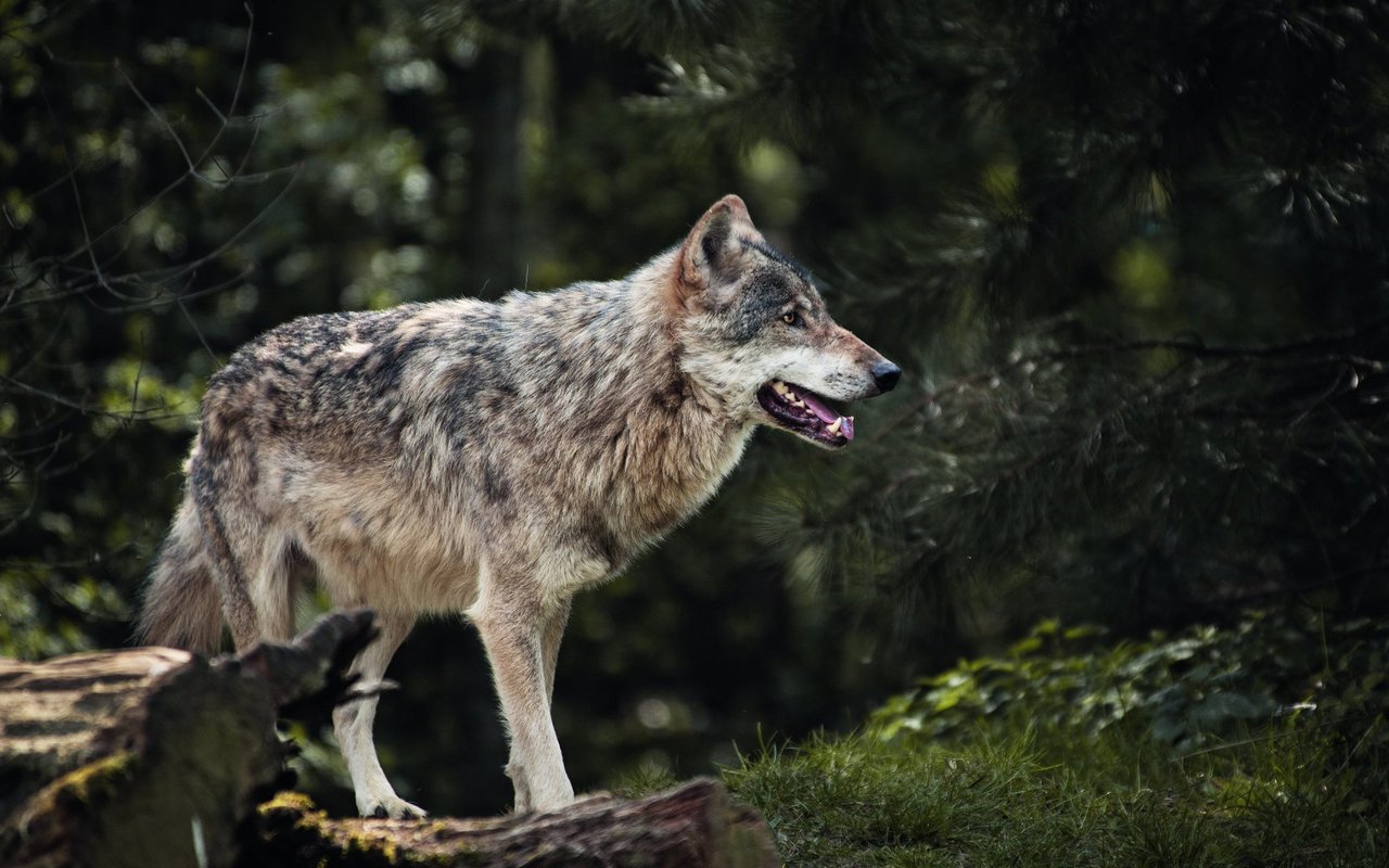 Ein Wolf steht im Wald.