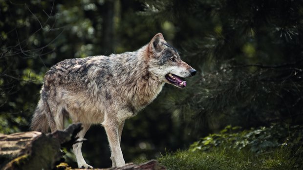 Grossraubtier Wolf Schweiz Ein Wolf steht im Wald.