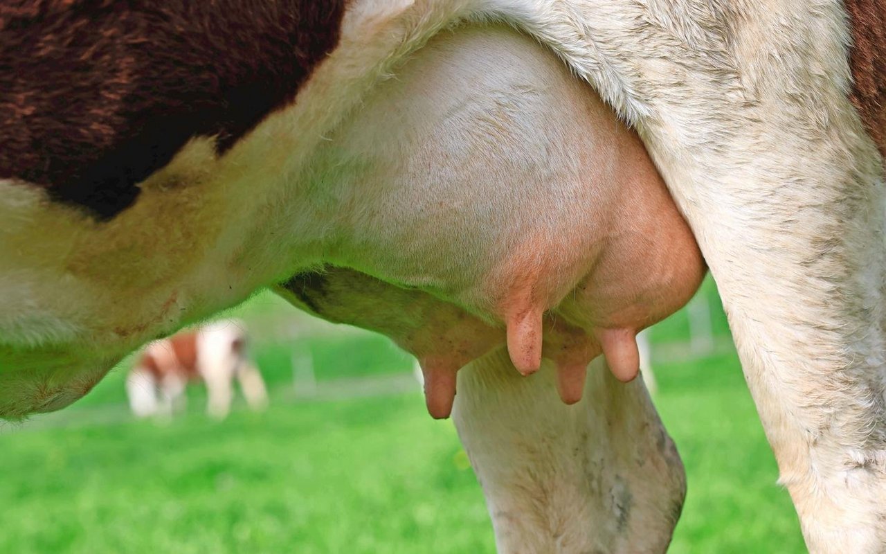 Eine gute Eutergesundheit ist essenziell für leistungsfähige Milchkühe. Die häufigste und kostenintensivste Erkrankung ist Mastitis.