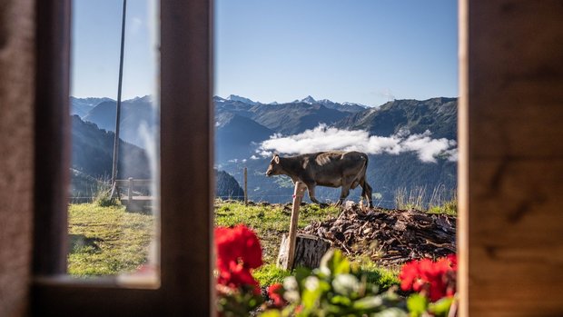 Blick zum Hüttenfenster hinaus, man sieht eine Kuh vor der Bergkulisse.