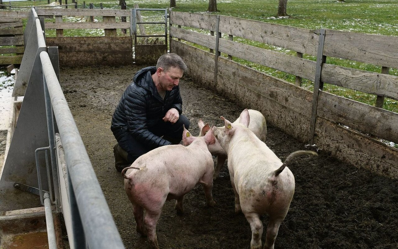 Sepp Sennhauser ist es wichtig, dass Tiere Auslauf haben. Deshalb baute er bei der Betriebsübernahme den Stall nach den Massen von KAGfreiland um, lange bevor er auf Bio umstellte. 