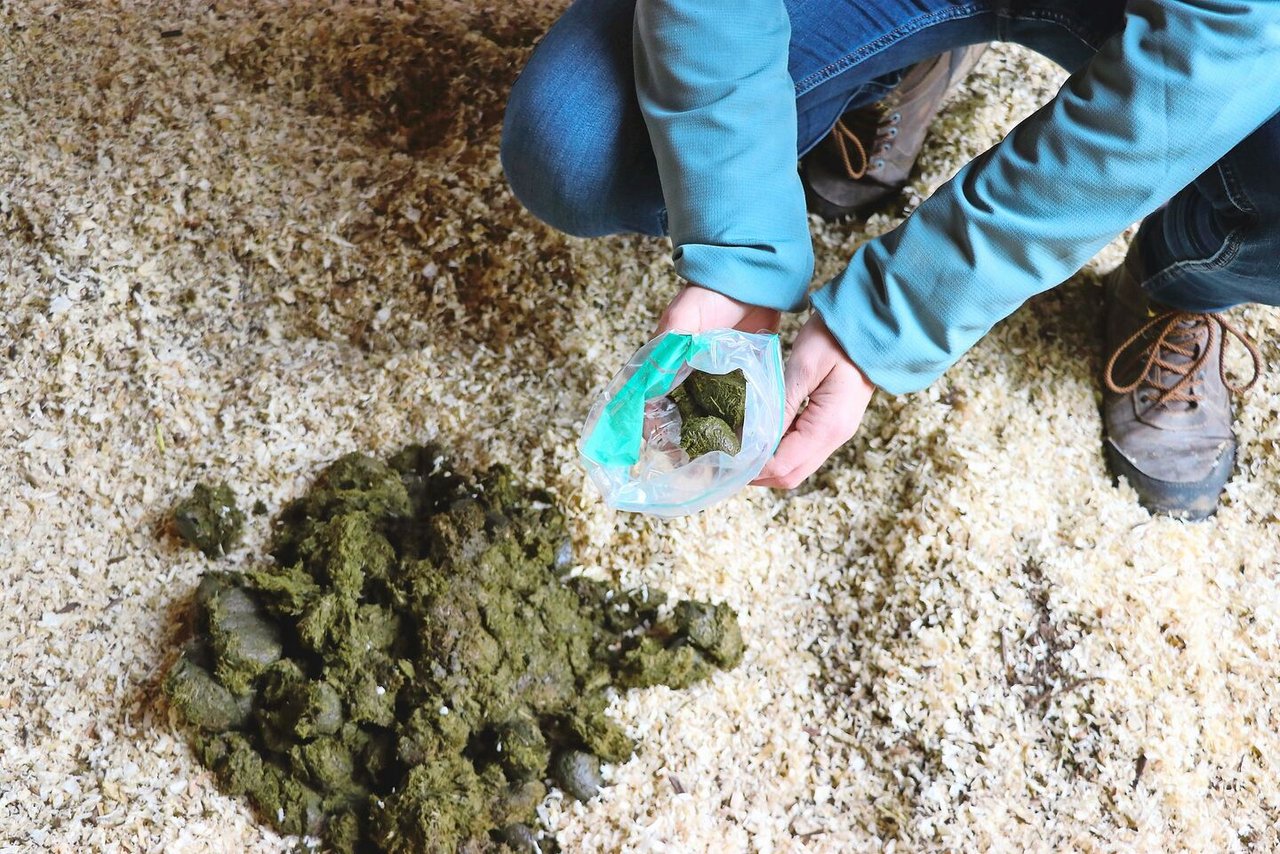 Vor der Paste eine Probe: Kotanalysen zeigen, ob eine Behandlung nötig ist und welcher Wirkstoff hilft.