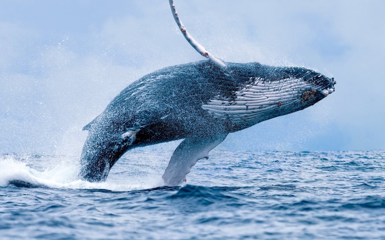 Buckelwale sind trotz ihres massigen Körpers bekannt für ihr Sprungtalent.