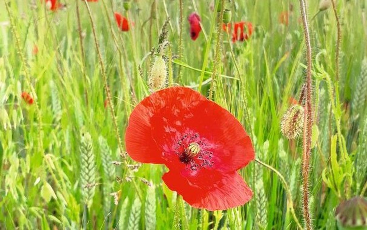 Natürliche Ackerbegleitflora wie Klatschmohn, Kornblumen und Stiefmütterchen können im Ackerschonstreifen gut gedeihen. 