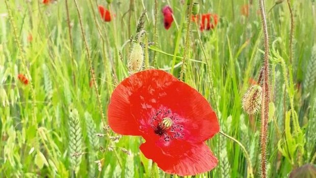 Natürliche Ackerbegleitflora wie Klatschmohn, Kornblumen und Stiefmütterchen können im Ackerschonstreifen gut gedeihen. 